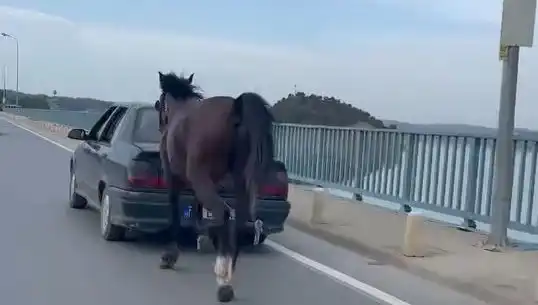 Adana’da Ata Eziyet Edenler Yakalandı: Hayvan Hakları İhlali Olayının Detayları