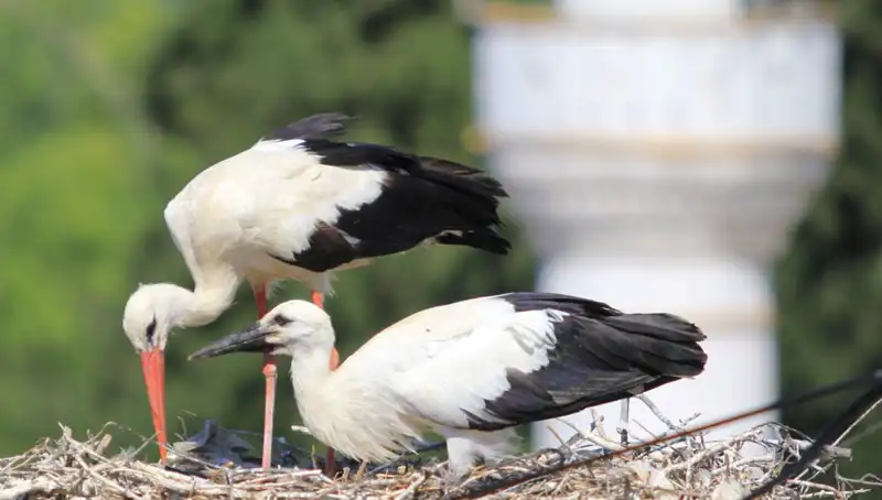 Leylekler ve Yarenler: Leylek Köyü'nde Büyüleyici Uçuşlar ve Yuva Zenginliği