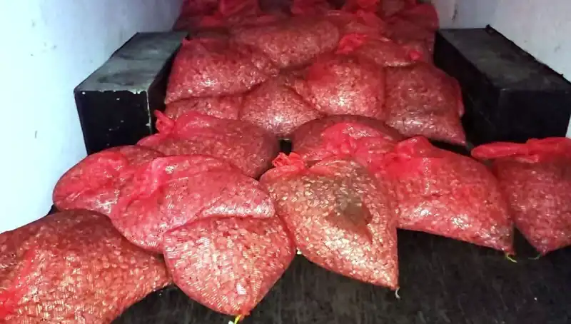 Samsun'da 1,5 Ton Kaçak Midye Operasyonu: Sağlığımız Tehlikede mi?