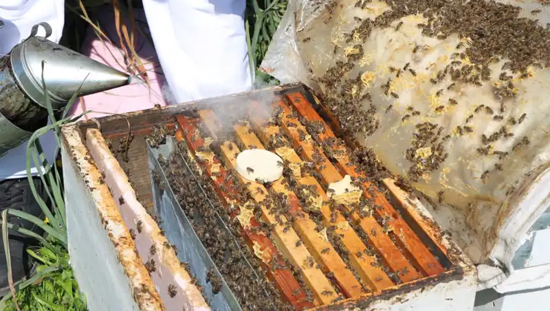 Ata Mesleği Arıcılıkla Genç Girişimci, Yurt Dışına Siparişler Alıyor