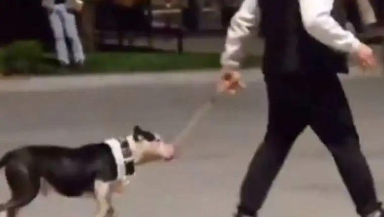 Ağızlıksız Pitbull, Diğer Köpeklere Saldırdı: Sahibine Cezalar Yolda