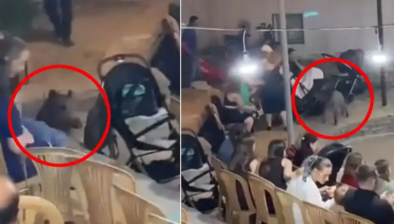 Düğün Mevsiminde Sıradışı Olay: Yaban Domuzu Davetlilere Saldırdı!
