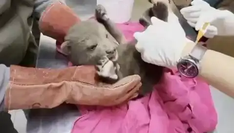 Karabük'te Aniden Ortaya Çıkan Yavru Bozayı Olaya Damga Vurdu