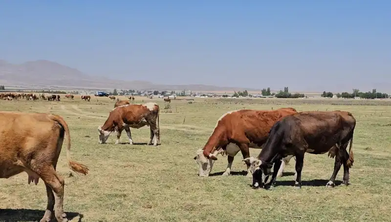 Arin Gölü'nün Kuruması: Yerel Halk Su Sıkıntısıyla Karşı Karşıya Kaldı