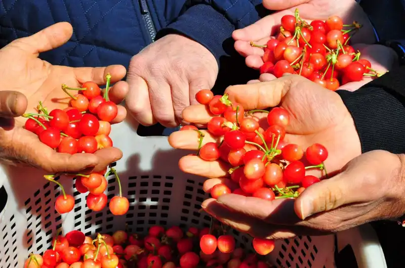 İlk Hasat Coşkusu: Yüksek Fiyatla Alıcı Buldu, Pazar Rahatladı