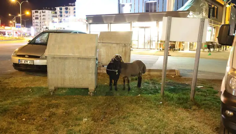 Mor Karaman Koyunları: Yola Düşen Hayvanların Dramı