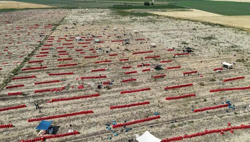 40 Derece Sıcakta Tarlada Çalışmak: Tarım Ürünlerinin Fiyatı Düşüşte!