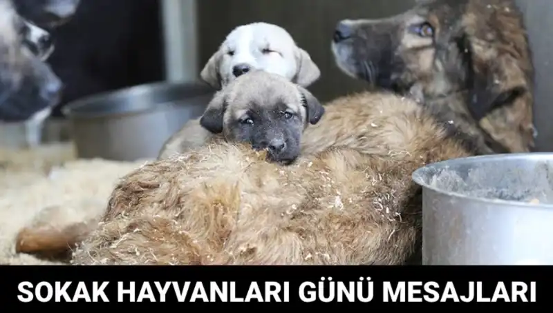 Dünya Sokak Hayvanları Günü: Tüm Dünyada Farkındalık Yaratma Zamanı