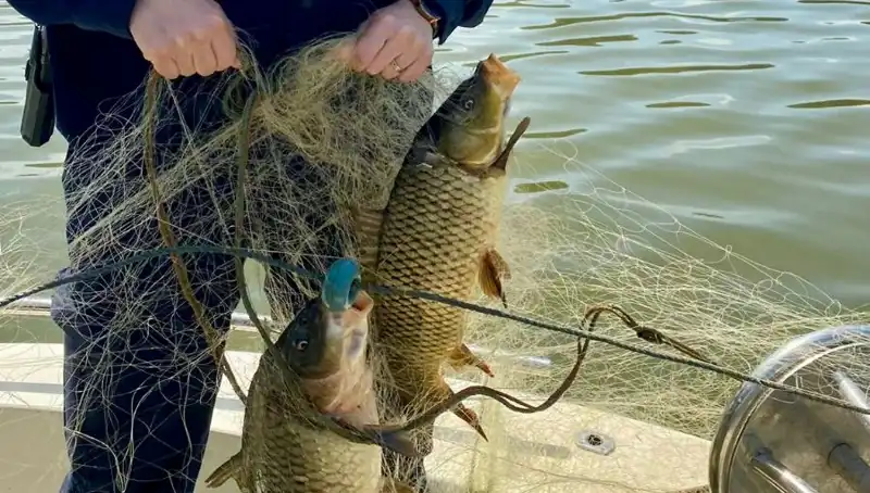 Samsun'da Ağa Takılan Balıklar Cesur Ekipler Tarafından Kurtarıldı