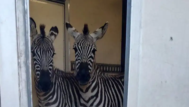 Sınır Kontrollerinde Şaşırtan Yakalama: 2 Zebra, 6 Maymun ve Daha Fazlası!