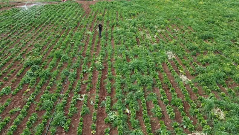 Kuraklık Marul Hasadını Tehdit Ediyor: Üreticiler Endişeli!