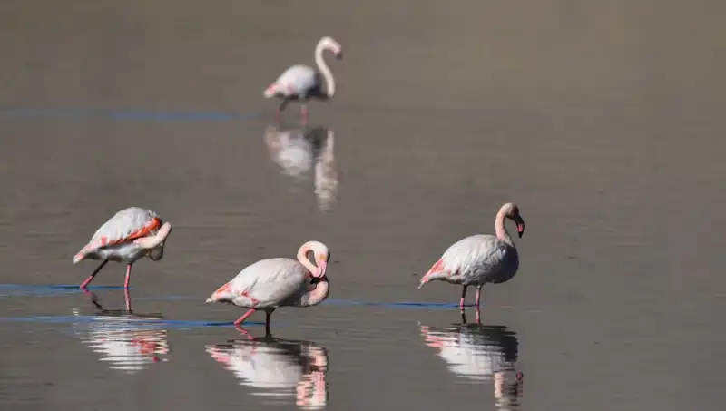 Kuraklık Kuş Cennetini Vurmaya Devam Ediyor: Flamingo Sayısı Endişe Verici Şekilde Azalıyor