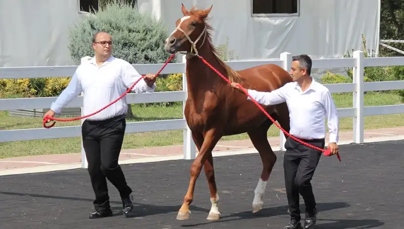 Taşkın Kral Rekorlarıyla Dikkatleri Üzerine Çekiyor: Sıra Dışı Bir Başarı Hikayesi