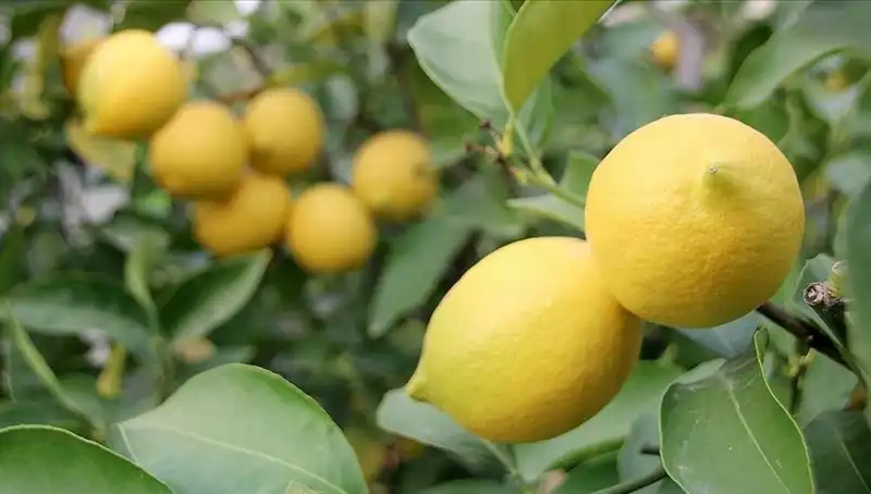 Marketlerde Limon Fiyatları Rekor Kırdı: 24 Lira Olunca Şaşkınlık Yarattı