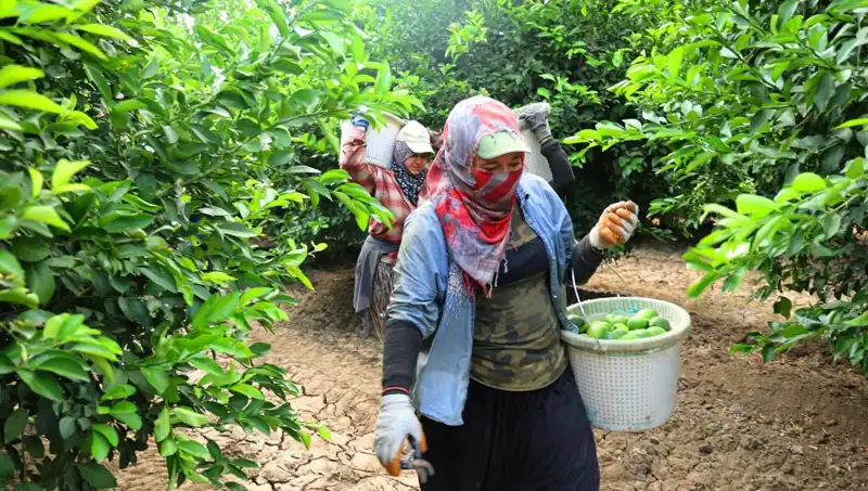 Marketlerde Fiyat Alarmı: Kilosu 150 Lirayı Geçen Ürünler İçin Yeni Umut!