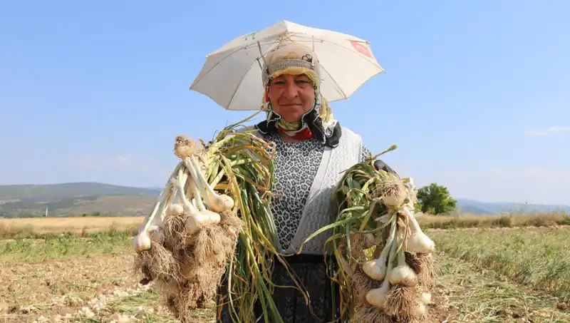 Kavurucu Sıcaklarda Geçim Mücadelesi: Günlük 1,200 TL Kazanan İşçiler