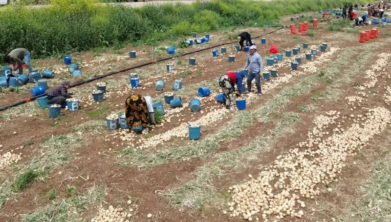 Soğan Hasadı Başladı: Fiyatlar Düşüşte, Tüketiciler Sevindi!