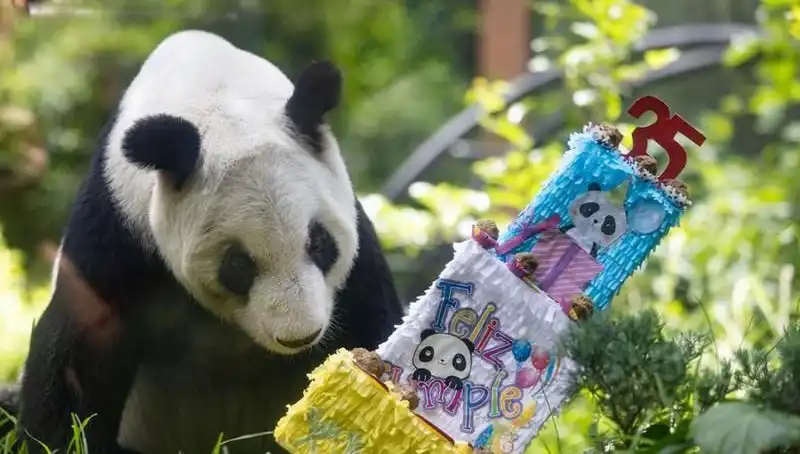 Dev Panda Xin Xin, 35'inci Yaşında Kutlama Coşkusunu Yaşadı