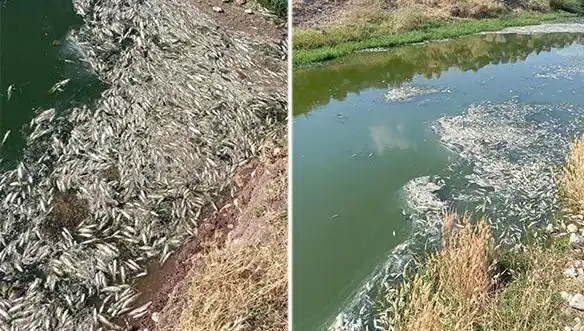 Karasu Çayı'nda Balık Ölümlerinin Ardındaki Gizemli Nedenler Nedir?