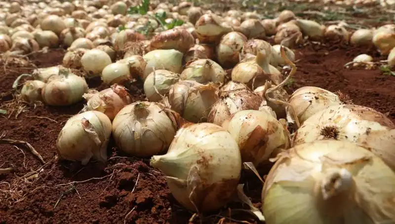 Hatay’da Soğan Hasadı Başladı: Rekolte Çiftçinin Yüzünü Güldürüyor