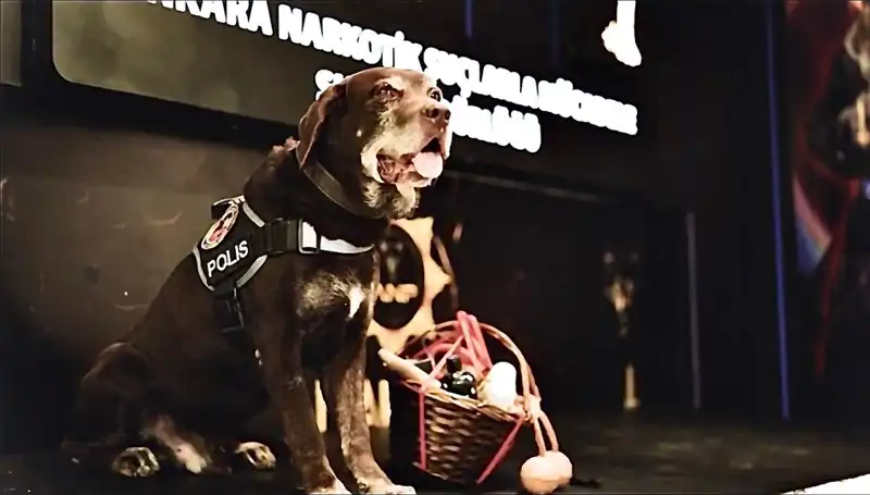 Ankara'nın Kahraman Narkotik Köpeği Toma, 11 Yıl Aradan Sonra Emekli Oldu