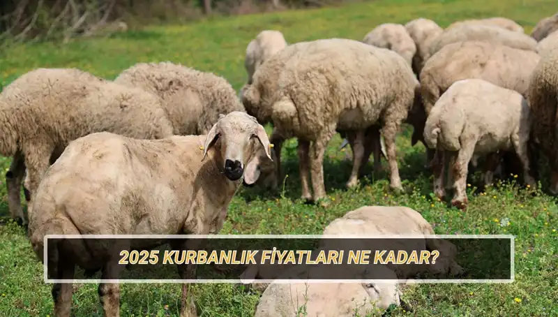 2025 Kurban Fiyatları: Büyükbaş ve Küçükbaş Kurban Fiyatları Nedir?