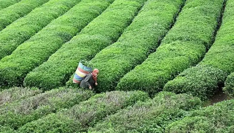 ÇAYKUR'dan Bayram Müjdesi: Yaş Çay Alımları Kesintisiz Devam Edecek!