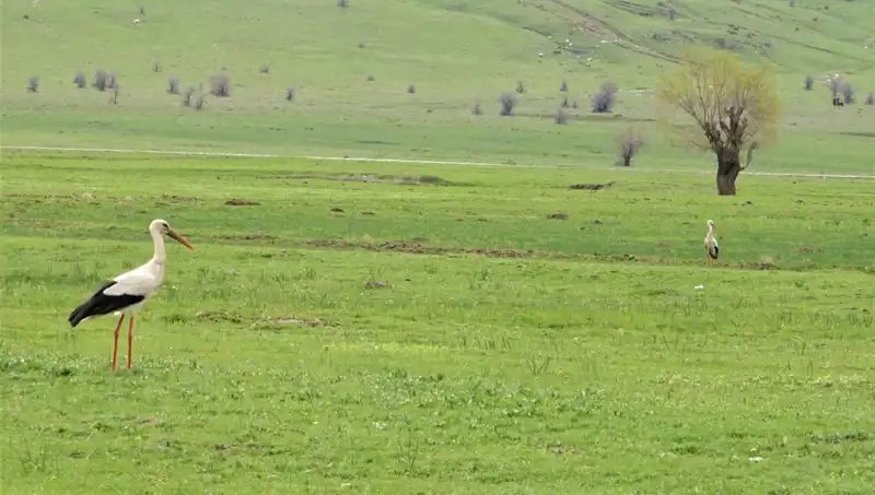 Leylekler Yıllık Göçlerini Tamamlayarak Muş Ovası’na Geri Döndü
