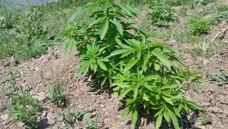Bingöl'de Kaçak Tütün ve Kenevir Operasyonu: 1,5 Ton Ele Geçirildi